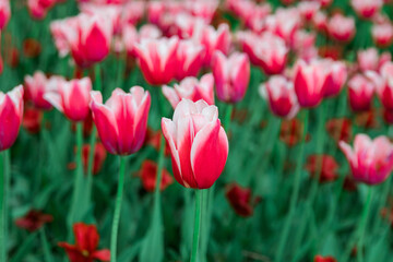 A field of beautiful bright pink tulips, a background of tulips. Lots of pink tulips