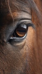 Close-up of Horse's Eye with Detailed Fur and Lashes on Beige Background