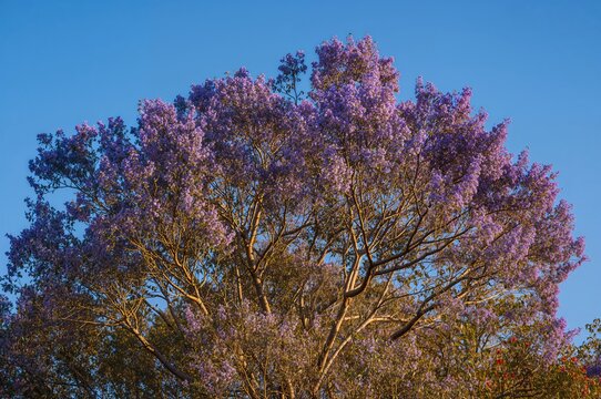 Gorgeous jacaranda trees bursting with vivid purple blossoms