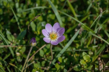Fototapeta premium A delicate wildflower opens its colorful petals amid the soft touch of early spring surrounded by vibrant green foliage.