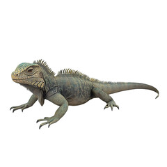 Fototapeta premium Iguana Reptile Illustration