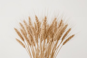 Fototapeta premium Collection of dried wheat stalks on a white backdrop, symbolizing food, health, and farming