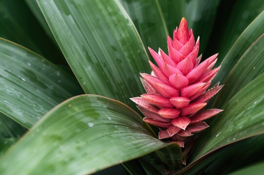 Tropical Plant from the Bromeliaceae Family