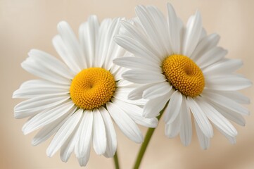 Obraz premium Close-up of vibrant chamomile flowers
