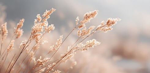 beautiful nature background with blurred wild grass and sunlight