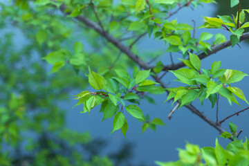 The green branches and leaves of the plum tree