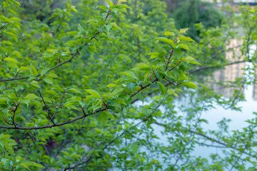 The green branches and leaves of the plum tree