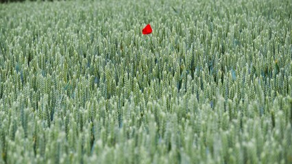 rosso papavero solitario nel grano verde sul Cammino di Santiago lungo la tappa 9 da Santo Domingo de la Calzada a Belorado