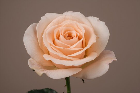 Lovely peach-colored rose named Evelyn with gentle hues against a charming backdrop