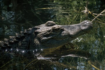 Fototapeta premium Sunbathing alligator in its natural swamp habitat