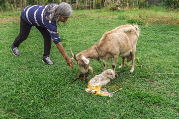 Elderly woman assists goat after birth of second newborn kid in rural field, maternal care in...