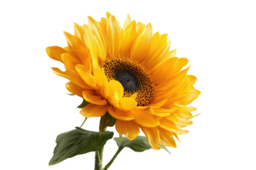 Close-up of a vibrant yellow sunflower, petals radiating outward from a dark brown center