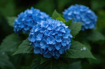 Gorgeous blue hydrangea flowers flourishing during the wet season