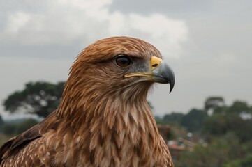 Obraz premium Red-backed sea-eagle with reddish-brown plumage and Brahminy kite features