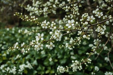 Blooming tree limb with white flowers in a lush garden setting