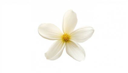 Obraz premium Jasmine flower bloom on a white backdrop