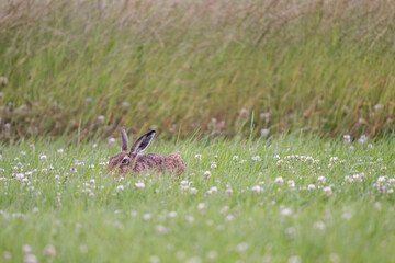 Brown hare, Lepus europaeus, on the grass in the uk in the summer