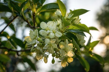 Lime tree blossoms in full bloom