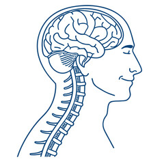 Outline illustration of brain stem connected to spinal cord for medical or educational use