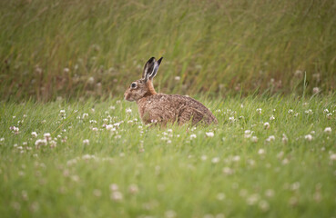 Brown hare, Lepus europaeus, on the grass in the uk in the summer