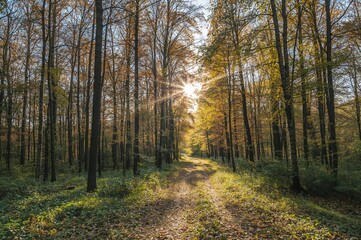 Fototapeta premium Stunning view of a trail illuminated by vibrant sunlight filtering through a forest