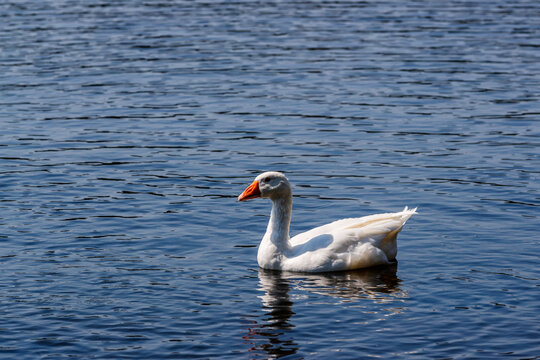 One white goose swims in calm blue water on a clear sunny summer day. - Powered by Adobe