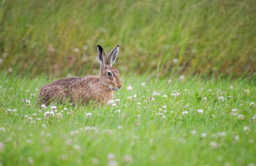 Brown hare, Lepus europaeus, on the grass in the uk in the summer