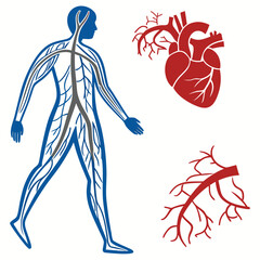 Simplified human blood vessel anatomy icon