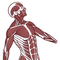 Anatomical illustration of the human upper body muscle system