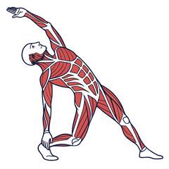 Detailed anatomical illustration of the human muscular system for medical and educational use