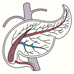 Medical illustration of human pancreas with visible ducts and anatomical details
