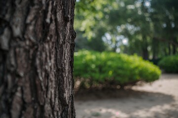 Obraz premium Detailed view of a tree bark with a soft-focus backdrop of lush foliage and earthy ground in a calm park setting.