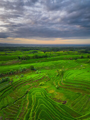 Beautiful morning view indonesia panorama landscape paddy fields with beauty color and sky natural light