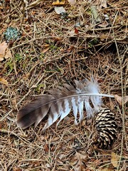 Buzzard feather and spruce cone on forest floor