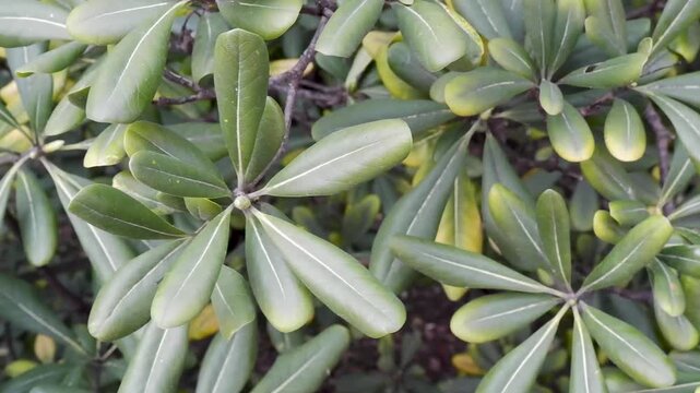 Close-up of rhododendron leaves. Azaleas close-up. Leaves of evergreen Rhododendrons in the park