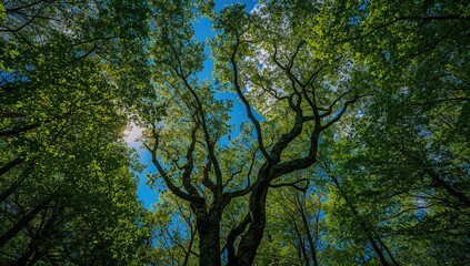 Obraz premium Gazing at the sun shining through lush tree leaves during a forest walk