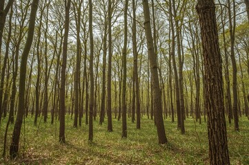 Obraz premium Photos of tree trunks during springtime in a woodland