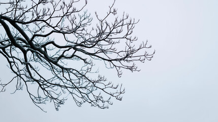 Fototapeta premium Bare tree branches against a pale winter sky, minimalist framing.