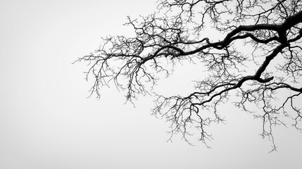 Bare tree branches against a pale winter sky, minimalist framing.