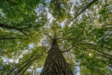 View from below the tree canopies against a cloudy sky