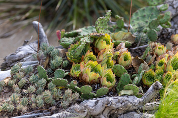 Cacti, cereals and agave in a flowerbed in the park
