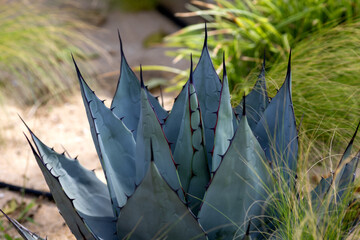Cacti, cereals and agave in a flowerbed in the park
