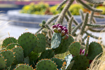 Cacti, cereals and agave in a flowerbed in the park
