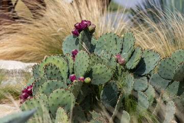 Cacti, cereals and agave in a flowerbed in the park
