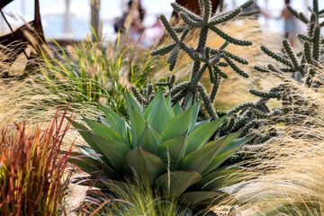 Cacti, cereals and agave in a flowerbed in the park
