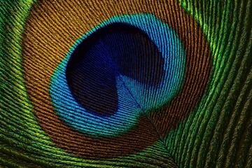 Obraz premium High-Resolution Seamless Textures for Backgrounds