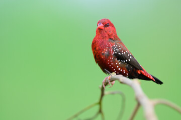 vivid and beautiful resident red bird of thailand perching on branch over green rice farm background, red avadavat