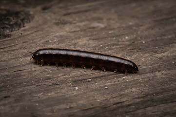 Abstract backdrop featuring a millipede, also known as kaki seribu, suitable for photos, drawings, and illustrations