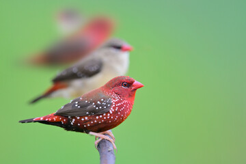 flock of strawberry finch or red avadavat, most vivid red male bird with pale brown female birds in breeding season