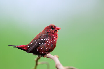 vivid red bird happily perching on branch over green grass background, beautiful male red avadavat